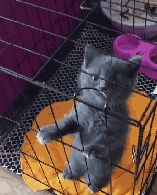 液体猫和橘猫,橘猫是液体猫吗