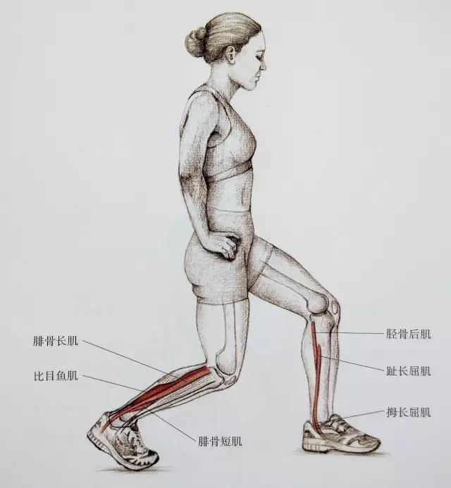 小腿紧绷发硬越来越粗怎么瘦,小腿特别粗全是肌肉怎么瘦啊