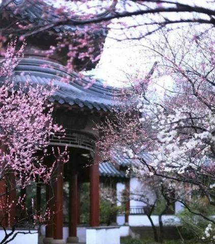 庭院栽树的讲究和忌讳,庭院种哪些树对庭院风水有利