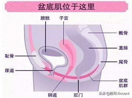 产后盆底康复知识大全,产后如何恢复盆底康复