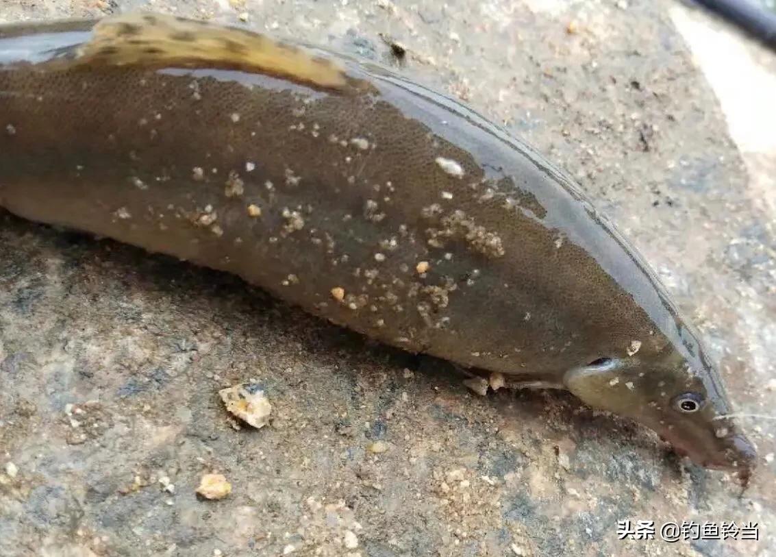 钓到一条怪鱼的视频,钓到一条怪鱼的图片