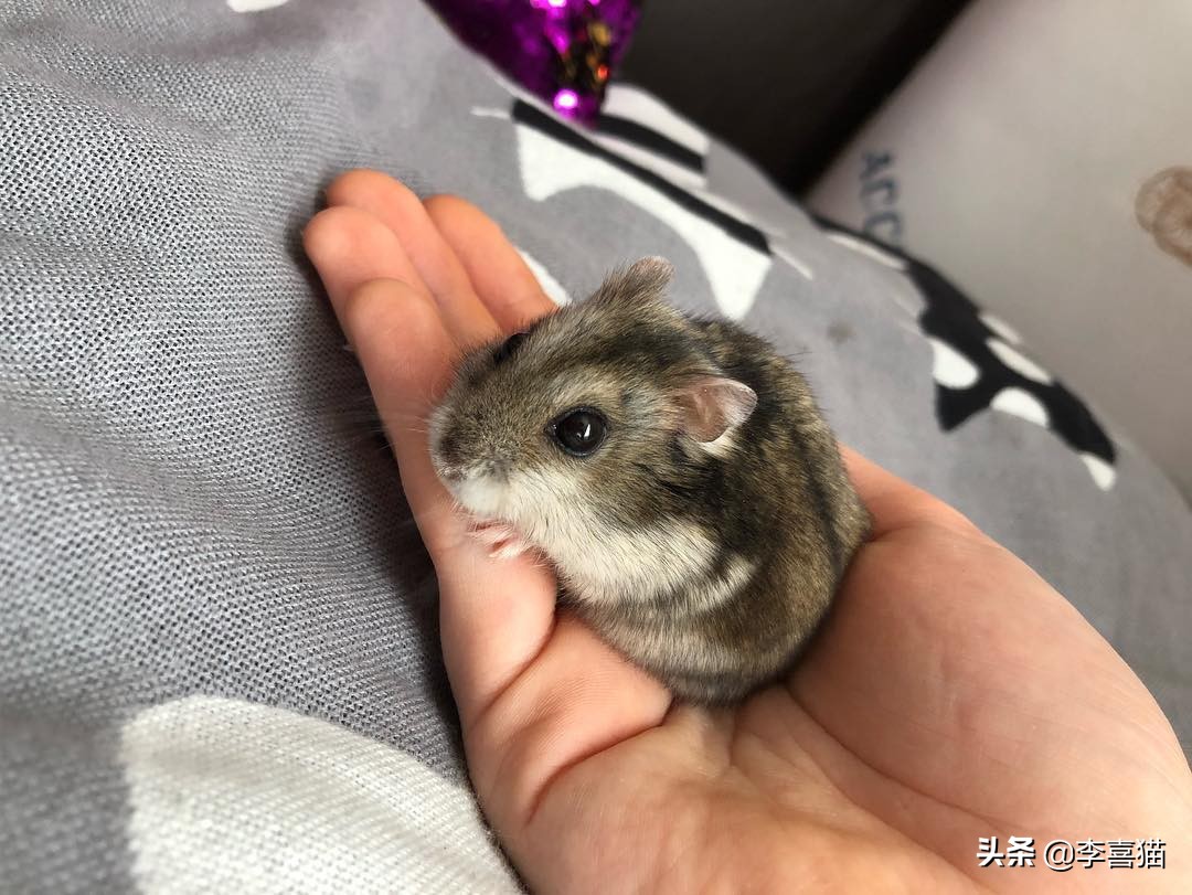 怎样养仓鼠才会让它亲近主人呢,仓鼠该怎么养才能让它听话