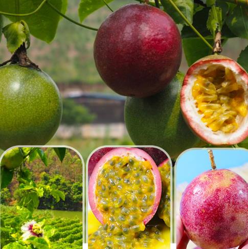 野生山竹为什么叫水果皇后,水果皇后山竹长什么样