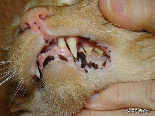 每天15分钟,医生手把手教你做17项猫咪全身检查