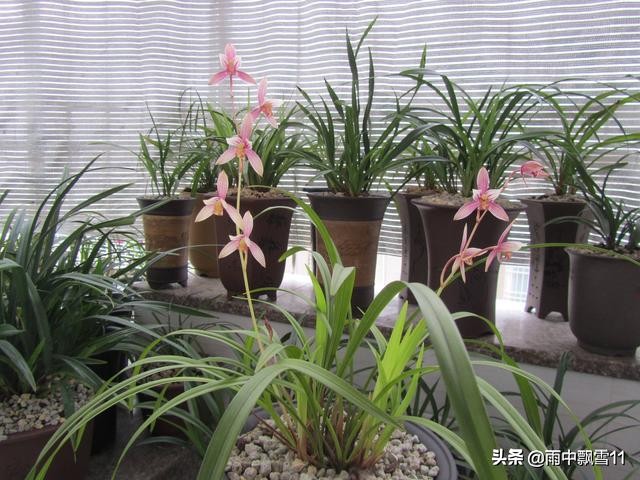 北方养殖墨兰心得,北方养兰植料的优缺点