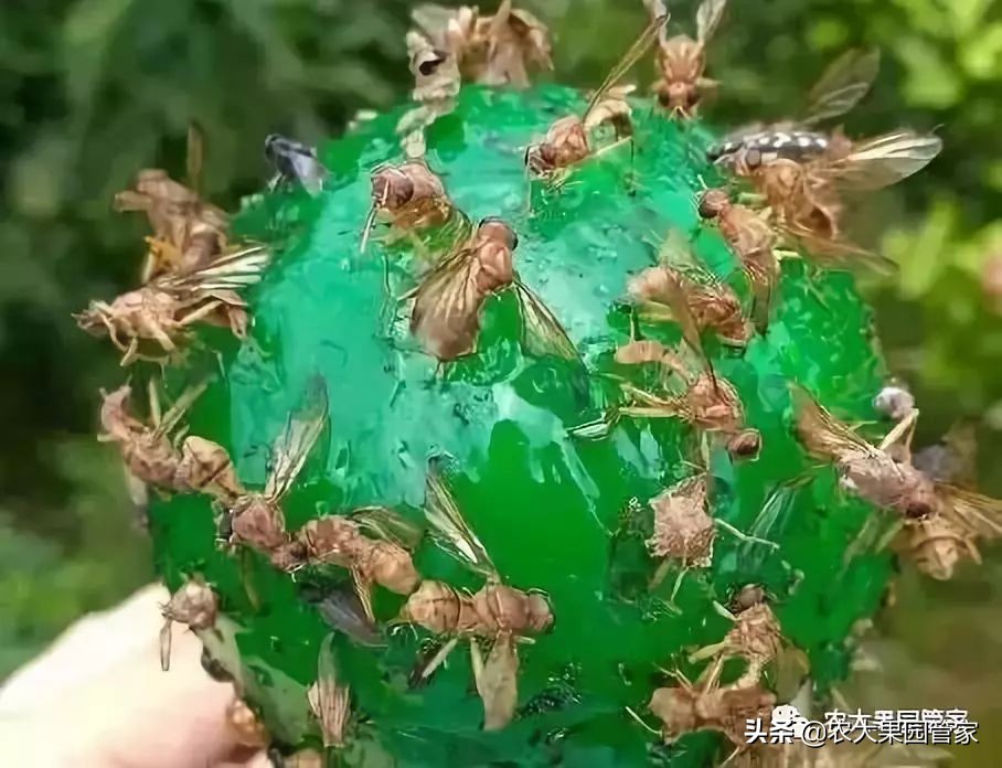 果实蝇危害山楂树吗,防治果实蝇最好方法