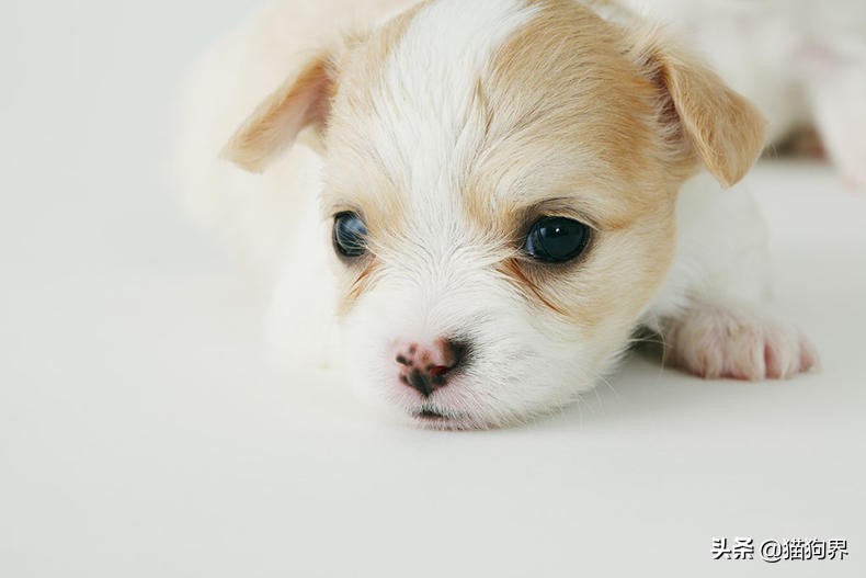 狗狗皮屑多用什么土办法治疗,狗狗身上掉皮屑还掉毛怎么回事