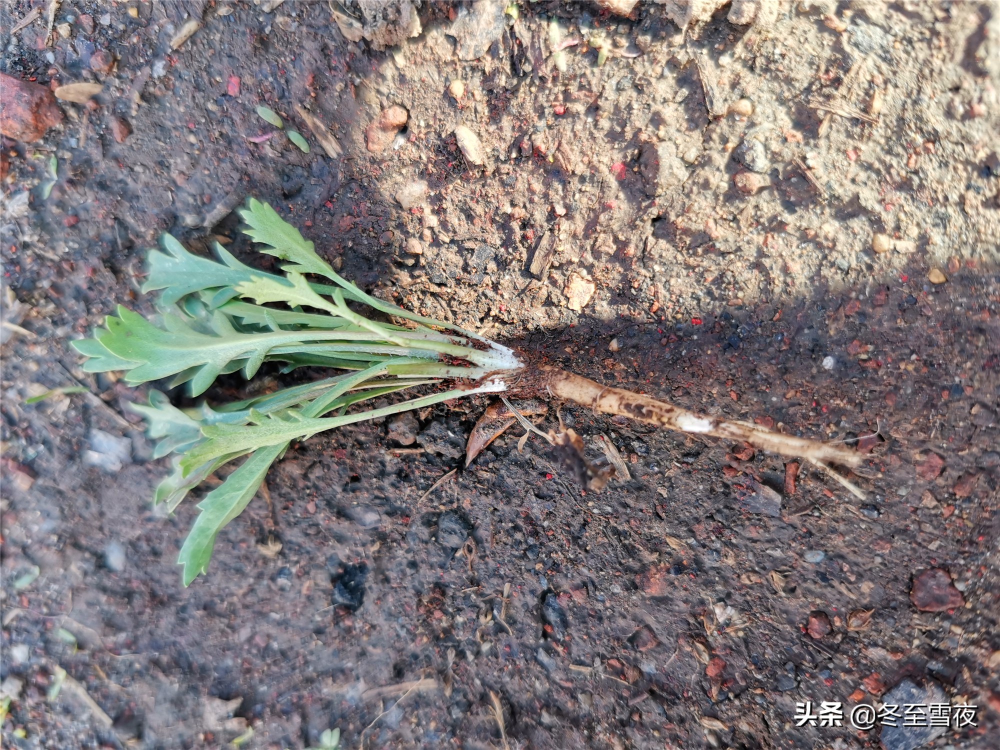 荠菜和蒿子怎么分辨,荠菜和芥菜怎么区分