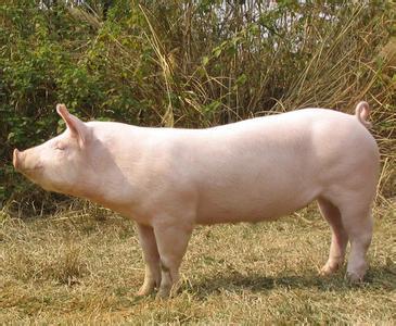 猪场管理实用技巧如何预防猪病,养猪疾病预防书籍