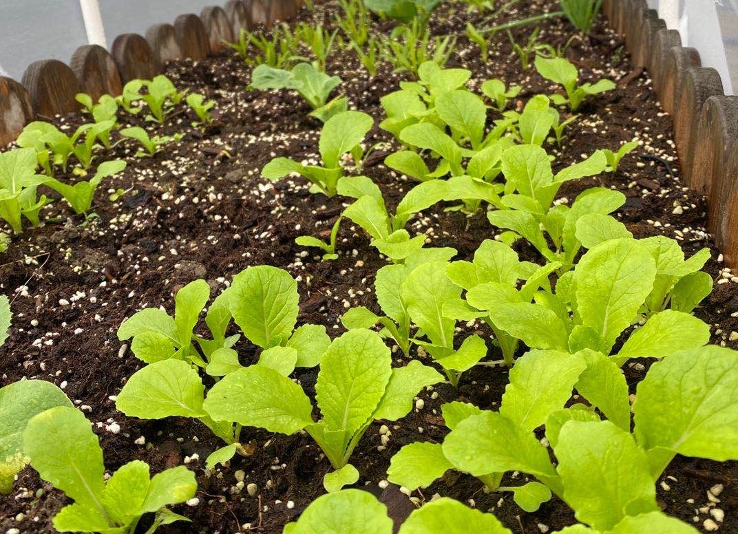 家庭阳台种植蔬菜的技术和方法,阳台怎么实现无土栽培蔬菜