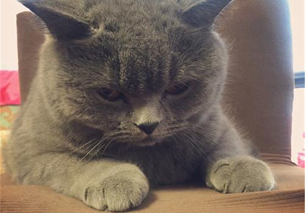 猫咪真怀孕或假怀孕,辟谣猫咪真的会记仇吗