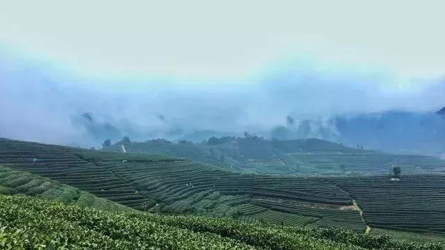 一年只有一次的鲜货,一年只有一次的桂花酿