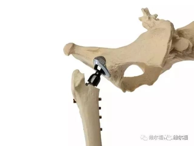 请用绝育保护它——宠物营养师亲身讲述自家爱犬绝育经历