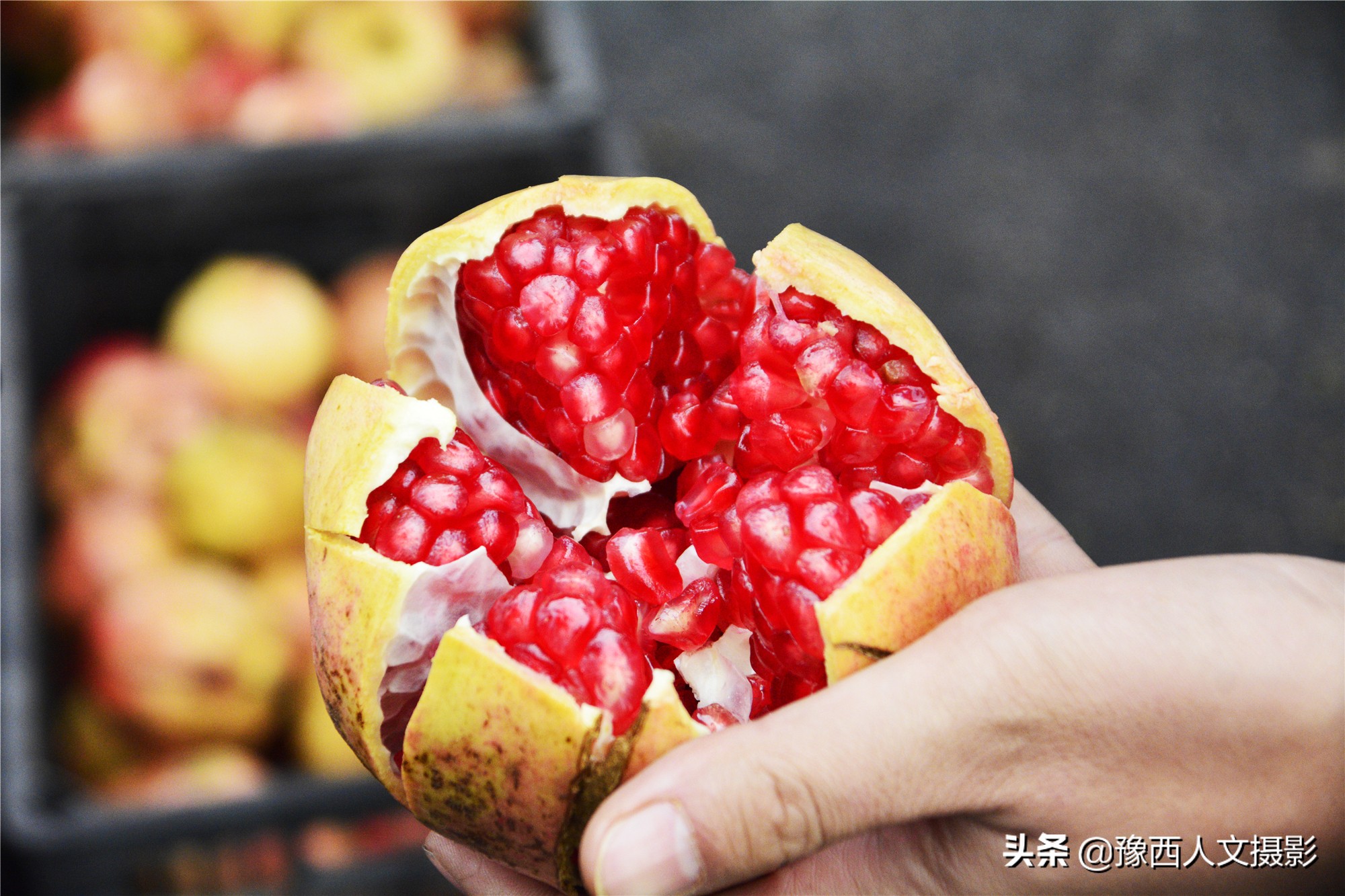 河南小伙京漂6年,回家大数据管理石榴园,决心对标“褚橙”