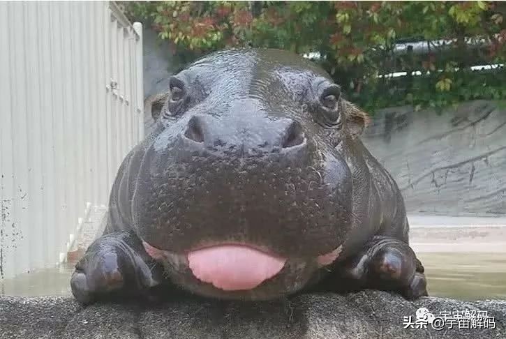 20张动物照片,宝宝萌照动物图片