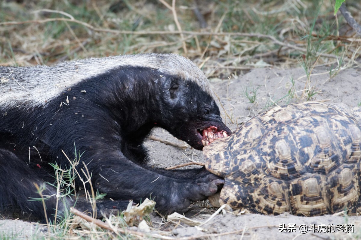 蜜獾那么凶猛真实的战斗力咋样,蜜獾展现真实实力