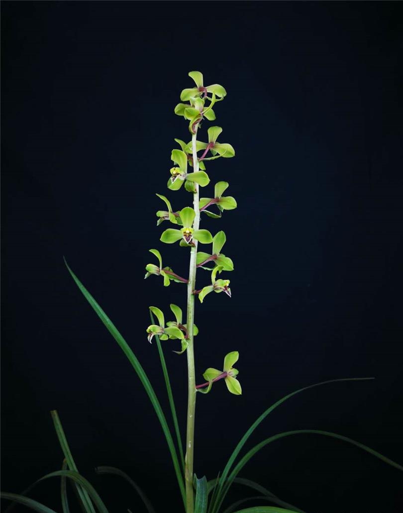 清朝乾隆年间下山的一颗蕙兰,后世称为赤蕙之首,梅瓣之王