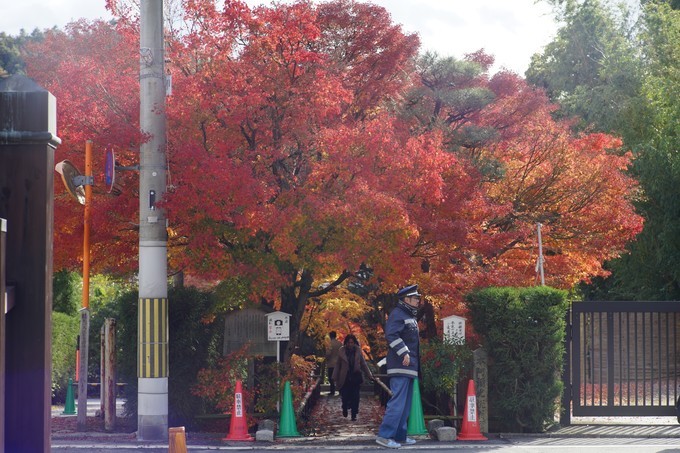 京都赏枫2022,京都赏枫必去景点有哪些好玩的