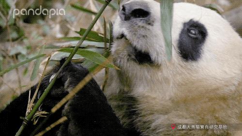 大熊猫快速吃竹笋,大熊猫吃竹子图片