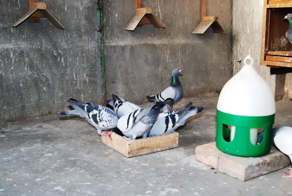 一万一只赛鸽值不值,花一万买的鸽子