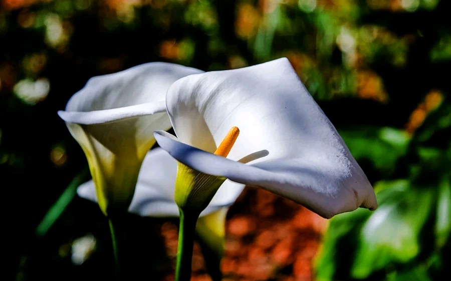 马蹄莲观赏内容,一盆马蹄莲