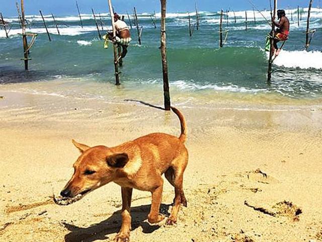 狗狗长期吃鱼饲料会怎么样,狗狗只吃肉和狗粮对身体好吗
