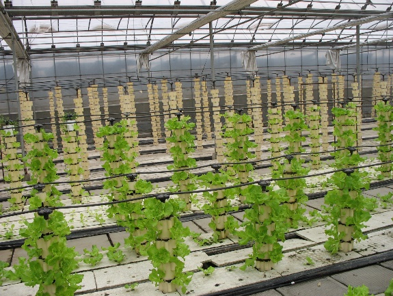 无土栽培蔬菜投资成本,无土栽培设备制作方法