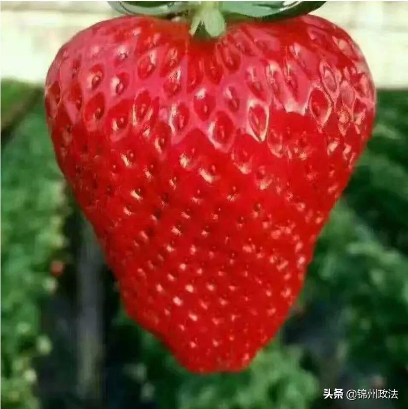 沈阳有什么特色农产品,辽宁省14个市县特产农产品