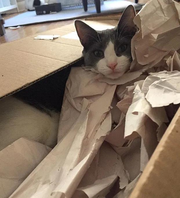 摸猫咪的时候猫咪咬人怎么纠正,怎么改正猫咪爱咬人手玩的习惯