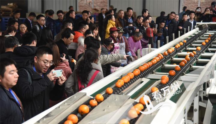 三峡柑橘展馆交易会,三峡柑橘国际交易会快报