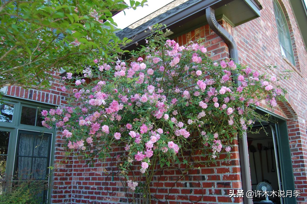 蔷薇月季玫瑰种多久才可以开花,蔷薇和月季开花区别