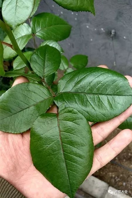 绿萝与铜钱草四季养护,怎么让铜钱草长得和绿萝一样