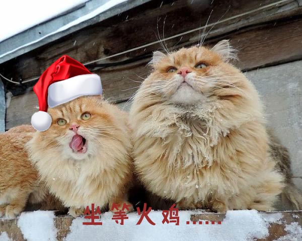 圣诞节的喵星人霸气又略萌,猫奴必看!又骗我养猫?