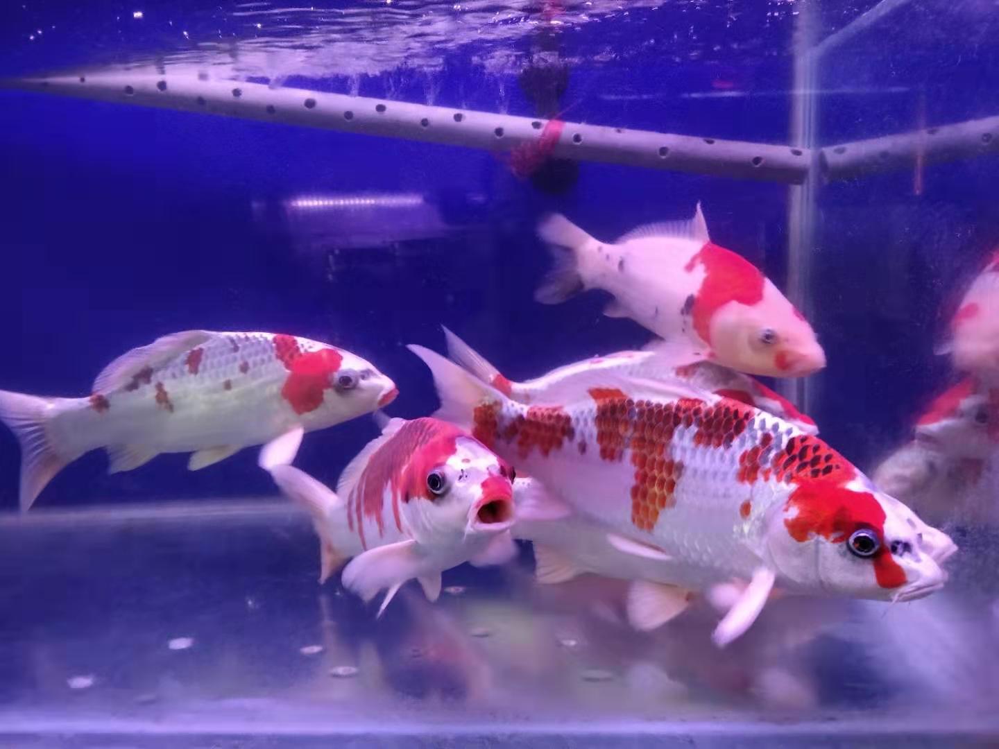 初期鱼病可能来源于体表，后期大多源于体内，不是泡药就能治好的