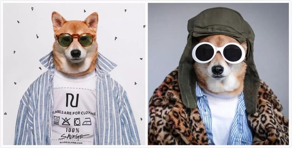 帅到各种时尚大牌求合作，它居然是条狗……你们信吗？