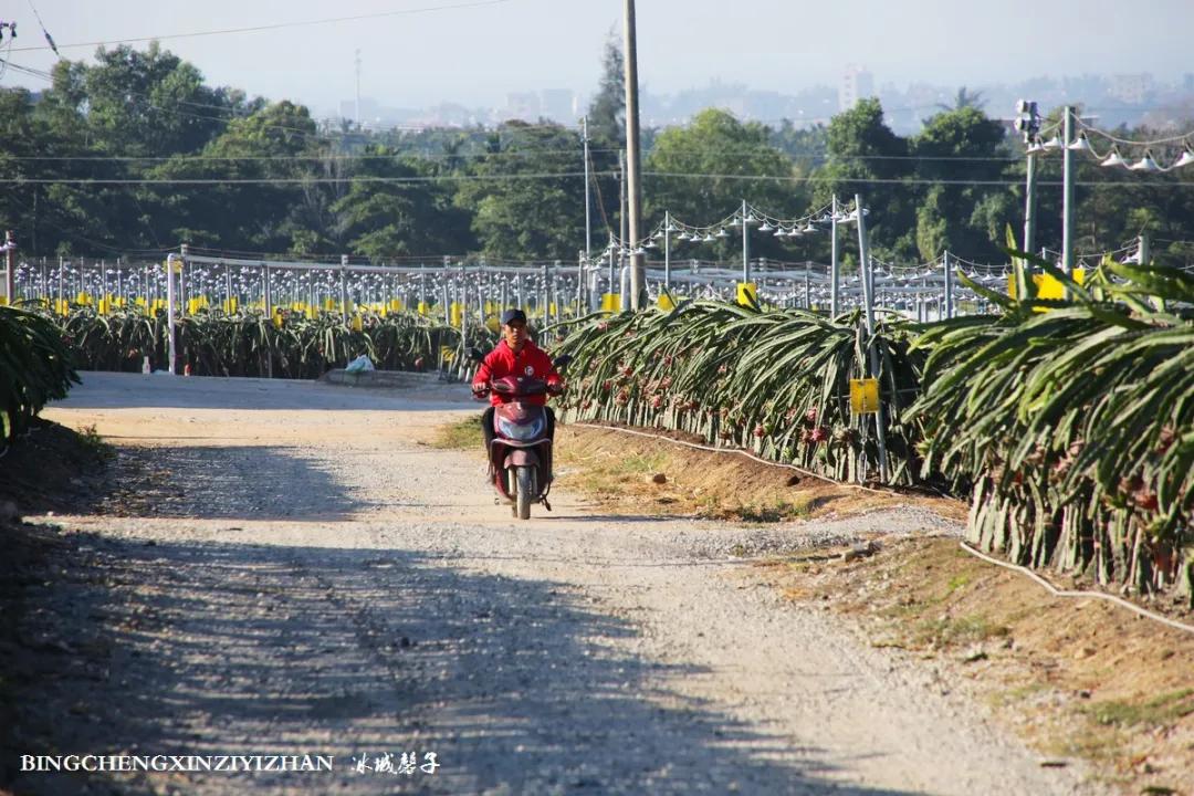 附近的火龙果采摘园海南,海南火龙果采摘