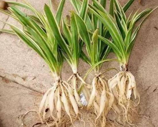 吊兰烂根了怎么办,吊兰烂根什么原因