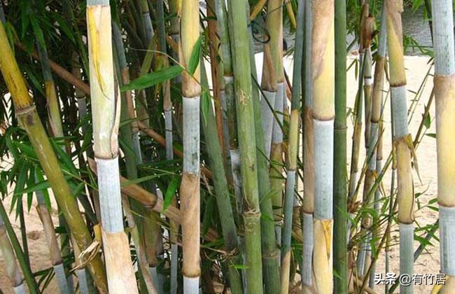 不可食无竹的竹子,宁可不吃肉也得吃竹子