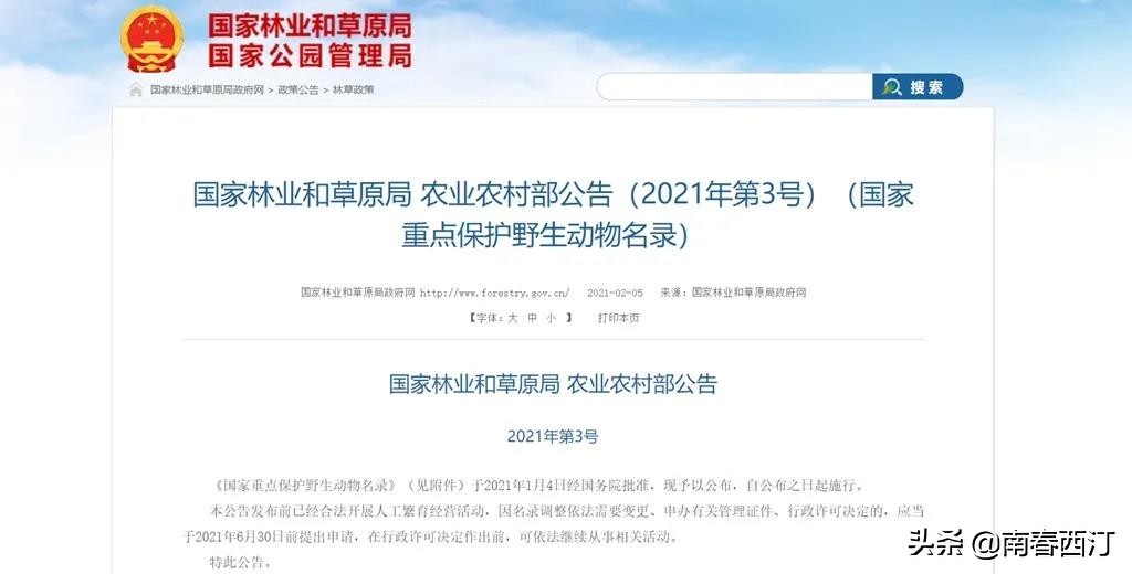 画眉鸟和鹦鹉可不可以一起饲养,画眉鸟好养一些还是鹦鹉好养