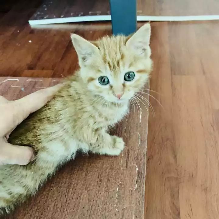 新手铲屎官怎么养猫,新手铲屎官养猫知识