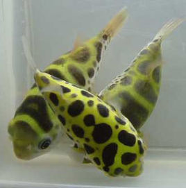 十大最好看的观赏鱼图片大全,十种最漂亮的观赏鱼图片