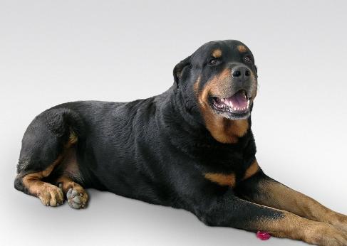 农村养狗一个好还是两个好,农村养狗和养鸡