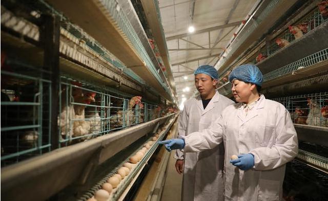 怎样预防春季鸡病的发生,秋季鸡病预防与治疗