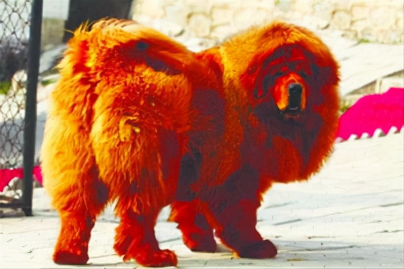 那些年我们养过的狗子,记者揭露藏獒黑幕