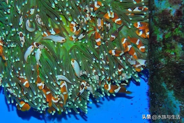 安纳塔汉女王真实身份,安纳塔汉岛女王多大了