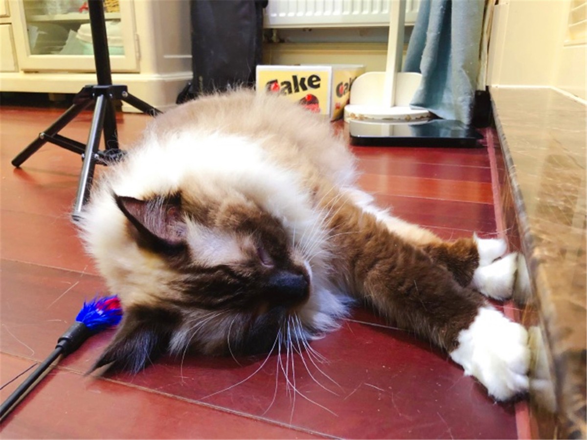 猫咪深度睡眠姿势,猫咪怎样睡觉才说明放松警惕