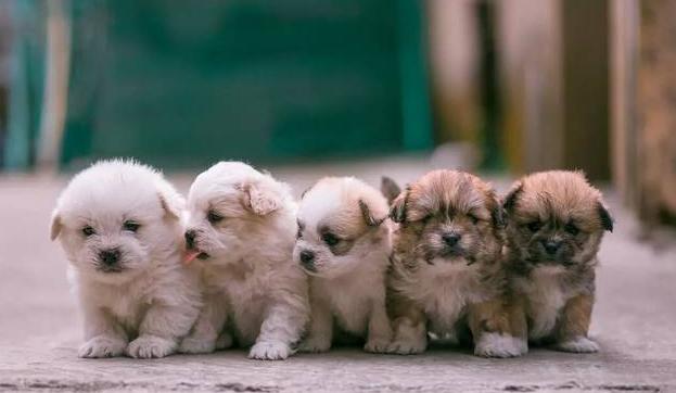 狗子在交配时为什么会被“锁”住，这到底是怎么回事？