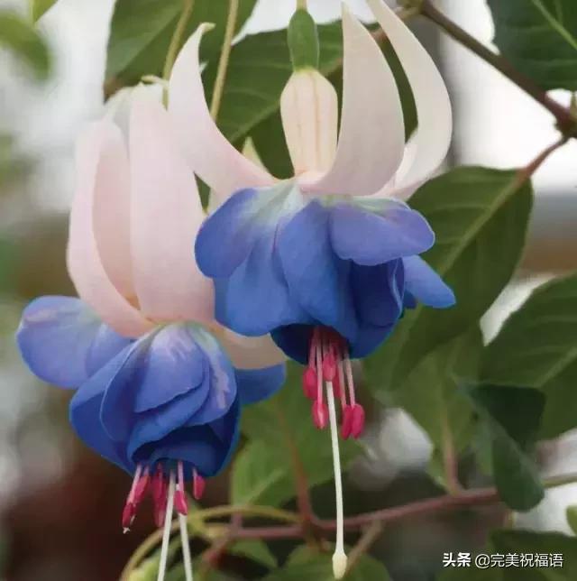 除夕快乐，第一个祝福送给你！愿你新的一年，美满幸福吉祥如意