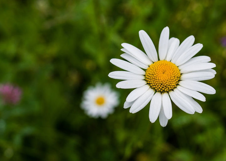 洋甘菊花语苦难中的坚强,洋甘菊真是好养活