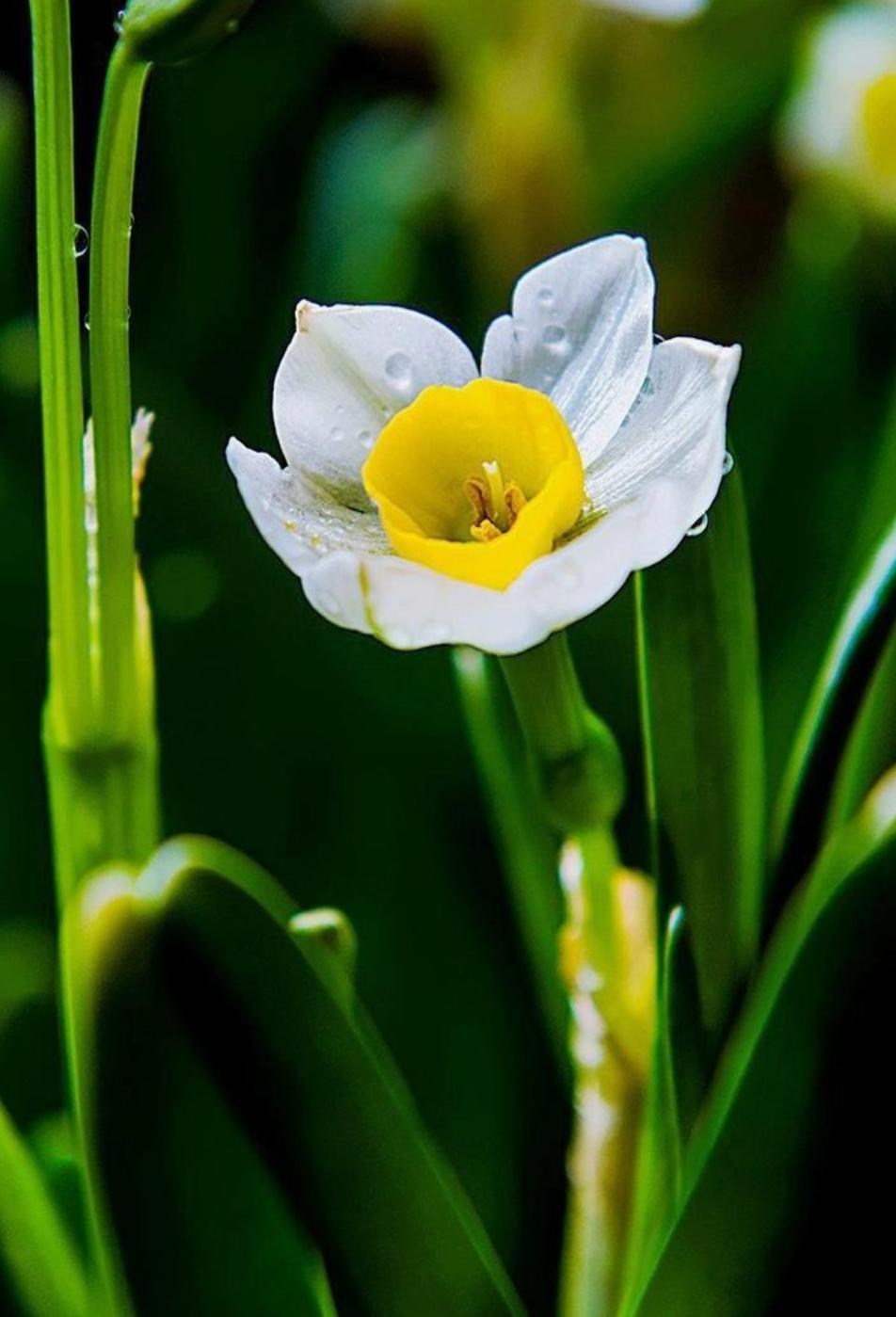 描写水仙花艳美古诗句,诗词中的水仙冬天开得最美